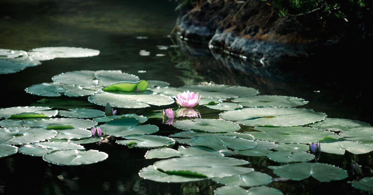 découvrez l'harmonie et la sérénité d'un jardin japonais, un espace zen où la nature est façonnée par l'art. laissez-vous inspirer par des paysages enchanteurs, des éléments aquatiques apaisants et une esthétique raffinée qui invitent à la méditation et à la contemplation.