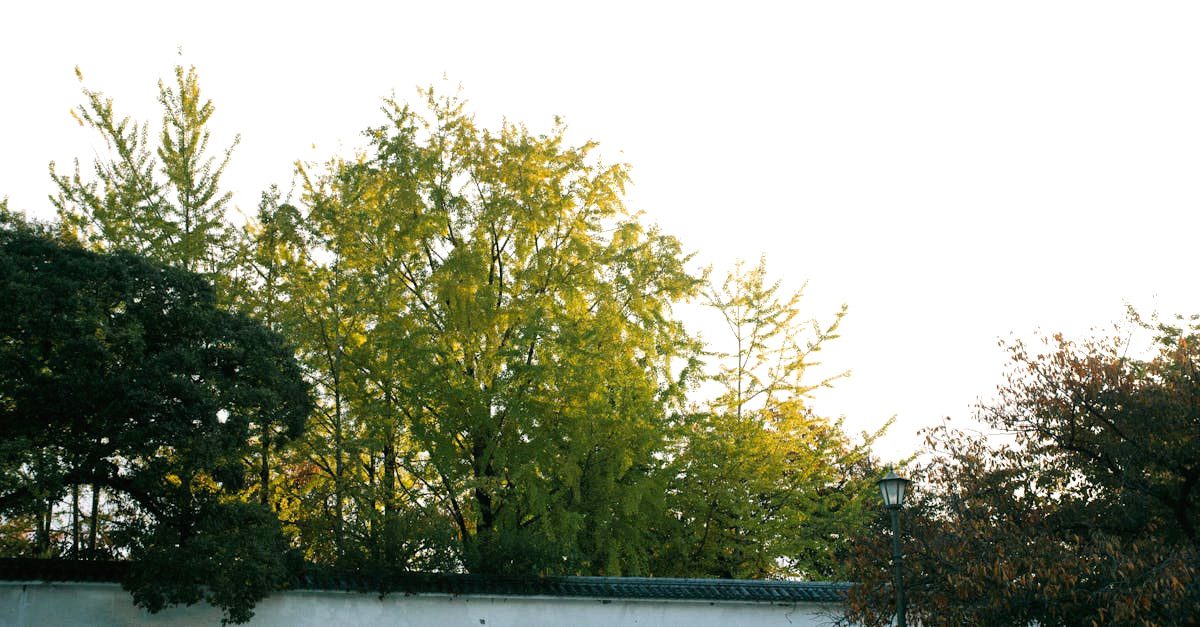 découvrez l'élégance et la sérénité d'un jardin japonais, un espace harmonieux alliant nature et art, où chaque élément est soigneusement conçu pour apporter paix et beauté.